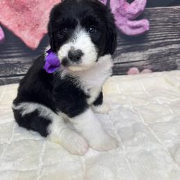 Purple Girl - Black and white female Sheepadoodle puppy in Mc Henry, Maryland from TLC by the Lake Standard Poodle and Doodles