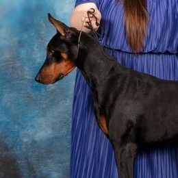 Junior - Doberman Pinscher