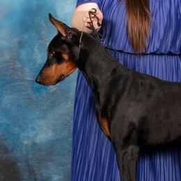 Junior - Doberman Pinscher