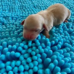 Hay ride - Cream male Dachshund puppy in Wolf Lake, Indiana from Canisteo Dachshunds