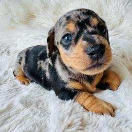 CANNOLI - Dapple male Dachshund puppy in Holtwood, Pennsylvania from Holly Hill Dachshunds