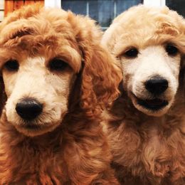 Goldendoodles, Golden Retrievers, and Poodles from Refinery Retrievers