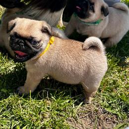 Yellow - Fawn female Pug puppy in Baylis, Illinois from Cameo's Pugs