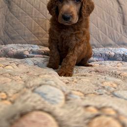 Red collar girl - Apricot female Poodle puppy in Riverside, California from Riverside red poodles