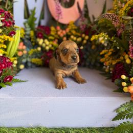 Red dapple 1 female - Red female Dachshund puppy in Wills Point, Texas from East Mini Dachshunds Texas