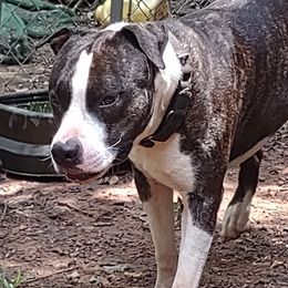 Westley - American Staffordshire Terrier