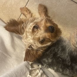 Morkies and Yorkshire Terriers from Kashari Buggs