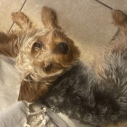 Morkies and Yorkshire Terriers from Kashari Buggs