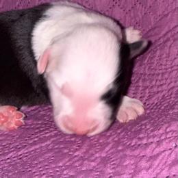Pringles - Black tri-color female Australian Shepherd puppy in Laurel, Mississippi from Reeves Australian Shepherds