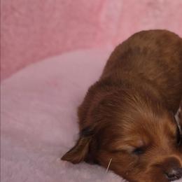 Shadow Secrets AKC available - Dapple male Dachshund puppy in Bristol, Tennessee from It's Mini Wieners Baby