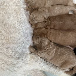Bernedoodle and Goldendoodle Puppies from Draper Doodles