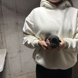 Kira - Black brindle female Dutch Shepherd puppy in Watertown, Connecticut from APACHE CANINE