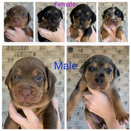 Catahoula Leopard Dog Puppies from Magnolia Farms Kennel