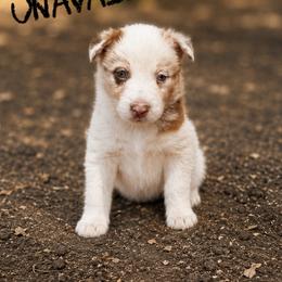 Hiccup - Red merle male Border Collie puppy in Sanger, California from Flying M Cactus Ranch Buddies