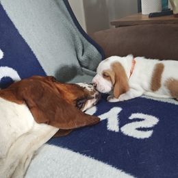 Orange boy - Lemon and white male Basset Hound puppy in Santa Rosa, California from Redwood Coast bassetts