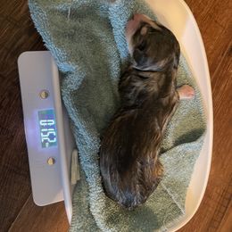 Siberian Husky Puppies from Alexandra's Siberian Huskies