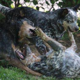 Australian Cattle Dogs from Jedda ACDs