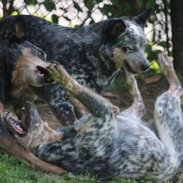 Australian Cattle Dogs from Jedda ACDs