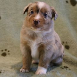 Hal - Red merle male Miniature Australian Shepherd puppy in Weatherford, Texas from Ridgestar Aussies