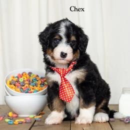 Chex - Tri-color male Bernedoodle puppy in St Joe, Indiana from Pawsh Bernedoodles