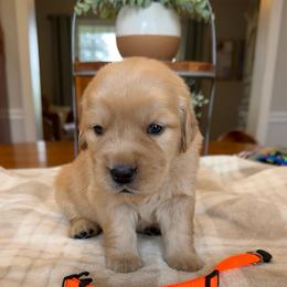 Orange girl - Golden female Golden Retriever puppy in Macy, Indiana from Macy Golden Meadows