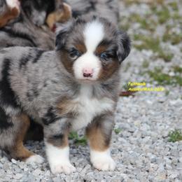 Kix - Blue merle male Miniature American Shepherd puppy in Hillsdale, Michigan from Faithwalk Aussies and Mini American Shepherds