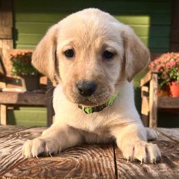 Yellow Girl Light Green Collar - Yellow female Labrador Retriever puppy in Ozark, Arkansas from Middle Ridge Retrievers
