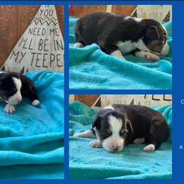 Willow - Black tri female Miniature American Shepherd puppy in Philpot, Kentucky from MarLoWin Aussies