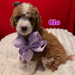 Glo - Apricot female Goldendoodle puppy in Cordova, Tennessee from TrueLine kennels