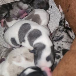 DASHER - Blue and white male Chihuahua puppy in Fort Myers, Florida from Legends Frenchton's, French Bulldogs ,Boston Terriers, Reindeer chihuahuas & French Bullhuahua's