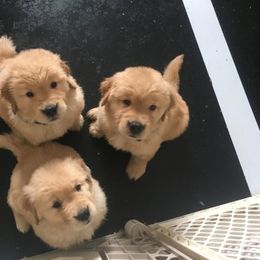 Golden Retriever Puppies from Barefoot Goldens