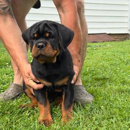 Boy 1 - Black and mahogany male Rottweiler puppy in Lyons, Indiana from White River Rottweilers