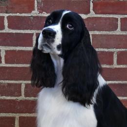 Seely - English Springer Spaniel