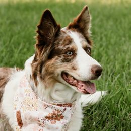 Riley - Border Collie