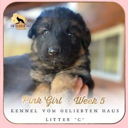 Girl 1 - Black and red female German Shepherd puppy in Menomonie, Wisconsin from Vom Geliebten Haus