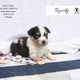 Rowdy Maverick- BMM3 - male Toy Australian Shepherd puppy in Nacogdoches, Texas from TK Standard, Mini, & Toy Aussies