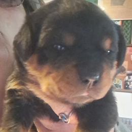 Girl 1 - Black and mahogany female Rottweiler puppy in De Witt, Iowa from Irish Eyes Kennels