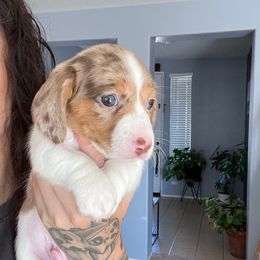 Shinx - Piebald male Dachshund puppy in Hesperia, California from Teenie Tiny Doxies