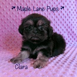 Girl 4 - female Shih Tzu puppy in Marion, Michigan from Maple Lane Pups