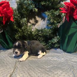 Boy 1 - Black and white male Havanese puppy in Running Springs, California from Shadycove K9