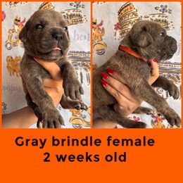 Orange - Gray brindle female Cane Corso puppy in Compton, California from Urban League Cane Corso