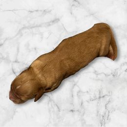 Sukis White Male - Red male Cavapoo puppy in Lavon, Texas from Magnolia Prairie Doodles