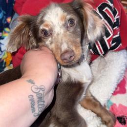 Stella - Dapple female Dachshund puppy in Mtn Rest, South Carolina from Stockton’s Little Doxies