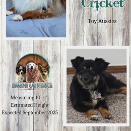 Toy Australian Shepherd puppies from Diamond Bar N Ranch