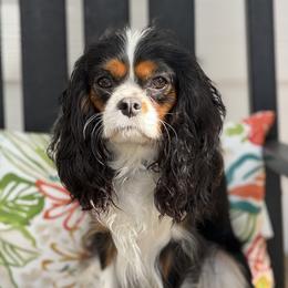 Brinley - Cavalier King Charles Spaniel