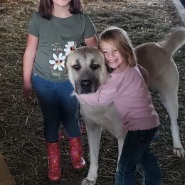 Anatolian Shepherd Dog and Kangal All Grown Up from Hidden Meadow Ranch