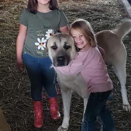 Anatolian Shepherd Dog and Kangal All Grown Up from Hidden Meadow Ranch