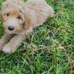 Goldendoodle Puppies from Costa's Curly Canines