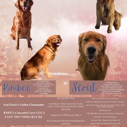 Golden Retriever puppies from Mountain Reign Golden Retrievers