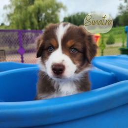 Sinatra - The Charmer - Red tri-color male Australian Shepherd puppy in Pittsville, Wisconsin from Match Dot Pup